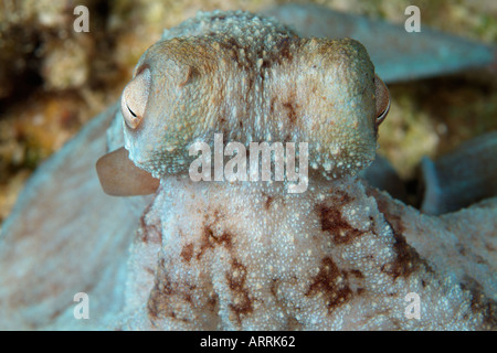 C0402D. yeux de Caribbean Reef Octopus Octopus, briareus, la chasse de nuit. Belize Mer des Caraïbes. Photo Copyright Brandon Cole Banque D'Images