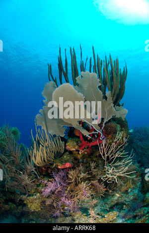 C0427D. gorgones, éponges, coraux mous. etc. sur un récif corallien sain. Le Belize, la mer des Caraïbes. Copyright Brandon Cole Banque D'Images