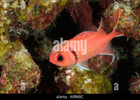 C0608D. Isopode Soldierfish, Anilocra laticaudata, sur Blackbar Soldierfish, Myripristis jacobus. Le Belize. Copyright Brandon Cole Banque D'Images