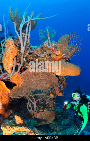 C0849D. scuba diver, modèle sorti, et riche d'une éponge de la croissance. Belize Mer des Caraïbes. Photo Copyright Brandon Cole Banque D'Images