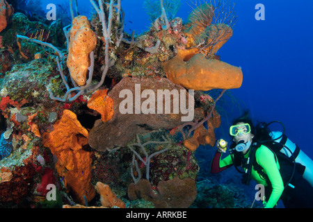 C0853D. scuba diver, modèle sorti, et riche d'une éponge de la croissance. Belize Mer des Caraïbes. Photo Copyright Brandon Cole Banque D'Images