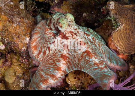 C1028D. Caribbean Reef Octopus Octopus, briareus, la chasse de nuit. Belize Mer des Caraïbes. Photo Copyright Brandon Cole Banque D'Images