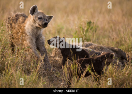 Deux petits hyène et leur mère (Crocuta crocuta), dans la réserve de Masai Mara, Kenya, Afrique. Banque D'Images