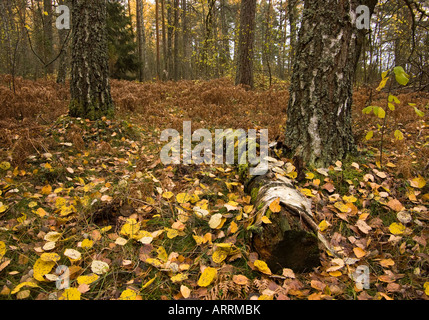La forêt en automne Banque D'Images