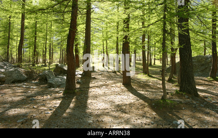 Soleil brille à travers les pins dans la forêt bois, 'Le Pré de Madame Carle', Alpes, France Banque D'Images