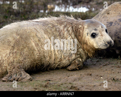 Un jeune phoque gris au Donna Nook. Banque D'Images