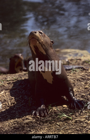 Otter géant (Pteronura brasiliensis) tropical Amérique du Sud, captive Royaume-Uni Banque D'Images