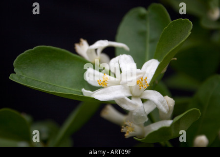 Fleurs Citrofortunella microcarpa Banque D'Images