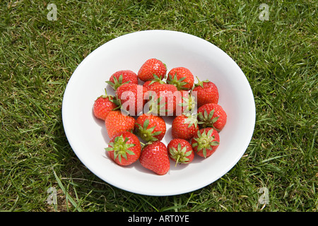 Les fraises dans un bol Banque D'Images