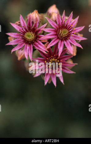 Rock Garden plant de poules et de poussins close up of pink flowers blooming Marysville Snohomish Comté Washington State USA Banque D'Images