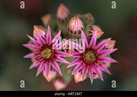 Rock Garden plant de poules et de poussins close up of pink flowers blooming Marysville Snohomish Comté Washington State USA Banque D'Images