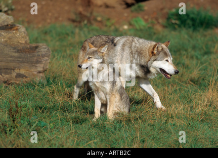 Canis lupus Loup européen Banque D'Images