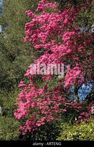 pink fruit tree blooms with lots of flowers in contrast to adjacent trees Banque D'Images