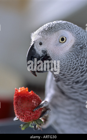 Perroquet gris d'Afrique de manger une fraise Banque D'Images