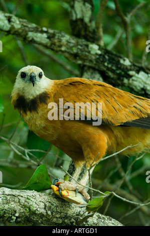 (Noir Busarellus nigricollis) Pantanal, Mato Grosso, Brésil. Perché avec poissons Banque D'Images