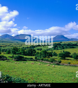 Faire paître des moutons au nord du Pays de Galles, Royaume-Uni Banque D'Images
