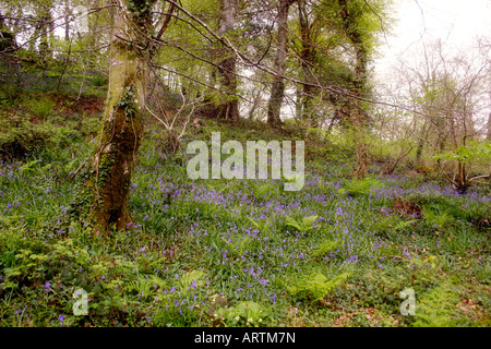 Bluebell wood au printemps. Banque D'Images