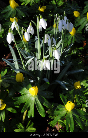Perce-neige et d'aconites Banque D'Images