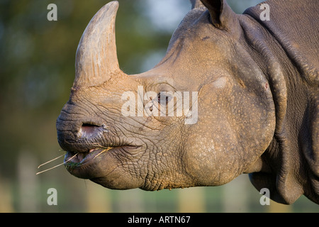 Rhinocéros indien Rhinoceros unicornis Banque D'Images