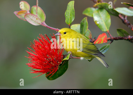 (Anianiau Hemignathus parvus) sur l'aapico rouge fleur. L'on trouve uniquement sur Kauai en Alakai swamp et l'un des plus petit Hawaiian honeycreepers Banque D'Images