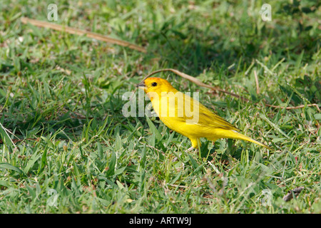 Sicalis flaveola Finch (safran) présente de l'Iradier. Commune sur le côté de la kona Big Island Banque D'Images