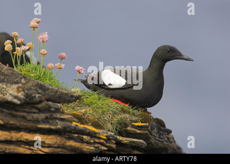 Noir, Guillemot à miroir (Cepphus grylle),,, Banque D'Images