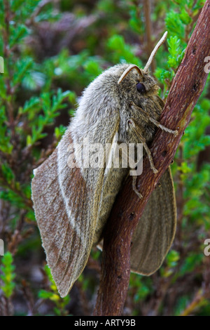 Fox Moth, Macrothylacia rubi,, Banque D'Images