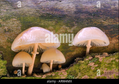 Oudemansiella mucida Meerdaalwoud champignon en porcelaine Banque D'Images