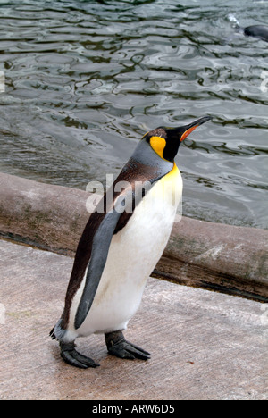 Manchot royal Edinburgh Zoo Banque D'Images