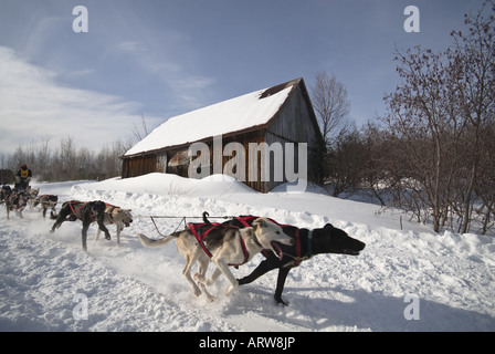 La Classique course en traîneaux à chiens de l'Ile-aux-Coudres, Charlevoix Québec Banque D'Images