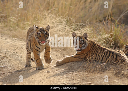 Les jeunes de tigre du Bengale Royal Parc National de Ranthambhor Inde Banque D'Images