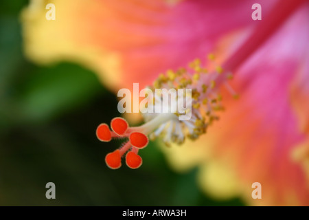 Close up of tropical hibiscus flower Banque D'Images