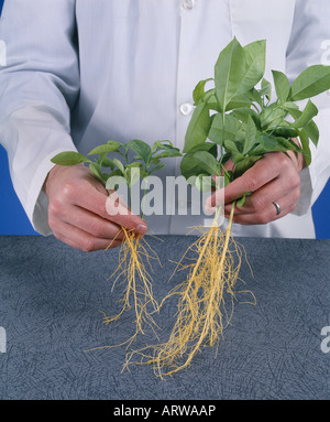 Technicien de laboratoire comparant les systèmes racinaires des arbres de citron (à droite) cultivé avec mycorhize et (à gauche) cultivés sans Banque D'Images