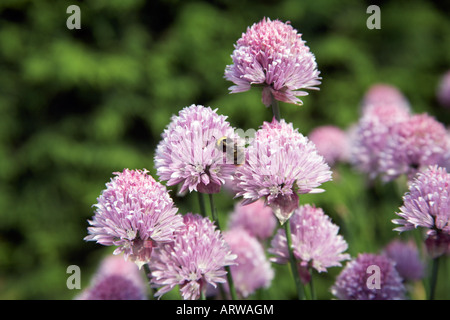 Bourdon sur fleur de ciboulette (Allium schoenoprasum) Banque D'Images