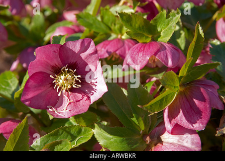 L'hellébore plantes à la fin de l'hiver soleil. Ce sont des 'hybride' Helleborus Hillier Banque D'Images