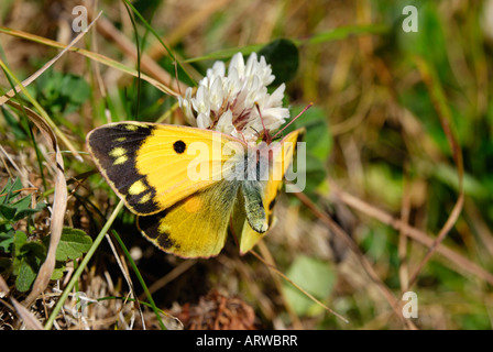 Jaune pâle brouillé (Colias hyale) Banque D'Images