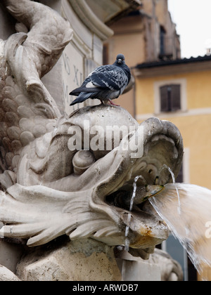 Colombe Pigeon assis sur la fontaine sur la Piazza delle Rotonda où le Panthéon est à Rome Italie Banque D'Images