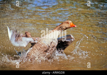 Goose splashing in water Banque D'Images