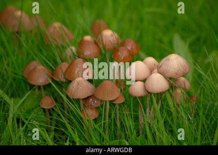 Bouquet d'Bonnet champignons poussant sur le terrain en herbe à l'automne Banque D'Images