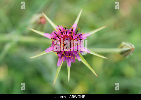 Salsifis, Barbe de chèvre, Tragopogon porrifolius, Asteraceae, Haferwurzel, Salsifis une feuilles de poreau, Barba di becco violetta Banque D'Images