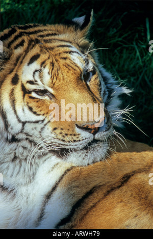 Close up portrait of Siberian Tiger Banque D'Images