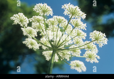 Close up par en dessous d'un été flowerhead de Berce du Caucase Heracleum sphondylium de d'arbres et ciel bleu profond derrière Banque D'Images