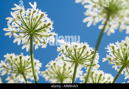 Close up par en dessous de l'été flowerhead de Berce du Caucase Heracleum sphondylium ou sous un ciel bleu profond Banque D'Images