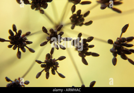 Close up de dessus de graines de persil de vache ou Queen Anne's lace ou Anthriscus sylvestris avec herbes sèches ou de roseaux sous Banque D'Images