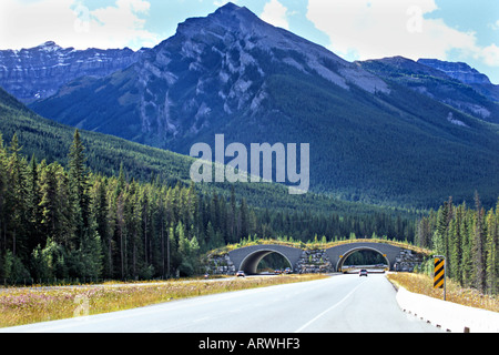 Passage supérieur de la faune dans les montagnes Rocheuses canadiennes Banque D'Images