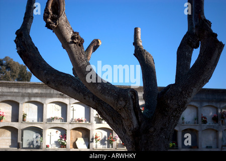 Cimetière de Sant Feliu de Guixols, Catalogne (Espagne). Arbre élagué récemment au premier plan et à l'inhumation des niches dans l'arrière-plan Banque D'Images