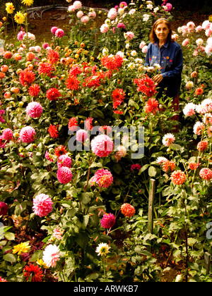 Pose au milieu de son jardinier fier profusion de fleurs Dahlia montrant une myriade de couleurs Banque D'Images