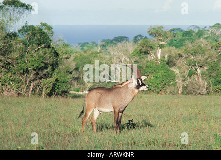 L'antilope rouanne mâle Shimba Hills National Reserve Kenya Afrique de l'est l'Océan Indien mer peut être vu dans l'arrière-plan Banque D'Images