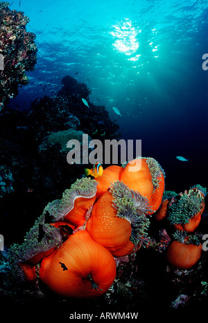 Anemonefishes au coucher du soleil sur la mer Rouge au Soudan Banque D'Images