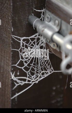 Les araignées de jardin surgelés web en givre, sur une porte de jardin Banque D'Images